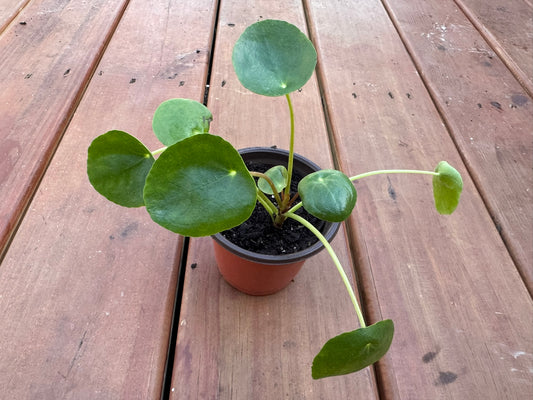 Pilea Peperomioides Chinese Money Plant in 4-inch pot with round coin-shaped green leaves, pet-friendly tropical houseplant