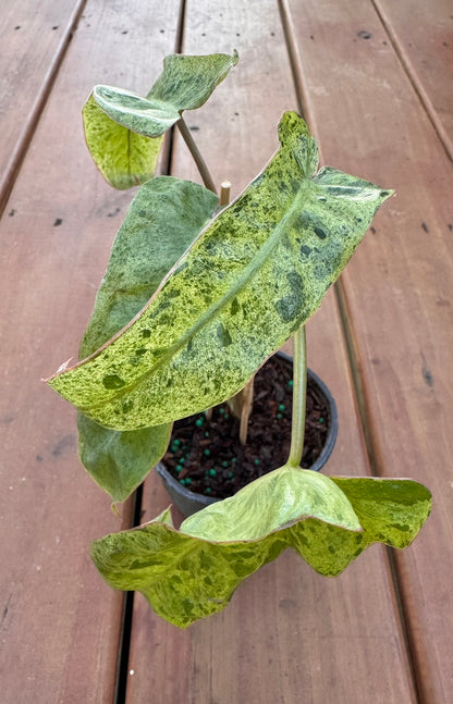 Philodendron Paraiso Verde in 4-inch pot with long narrow green marbled leaves in lime and emerald tones, tropical philodendron houseplant