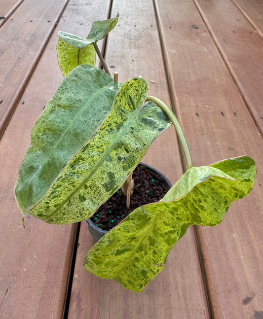Philodendron Paraiso Verde in 4-inch pot with long narrow green marbled leaves in lime and emerald tones, tropical philodendron houseplant