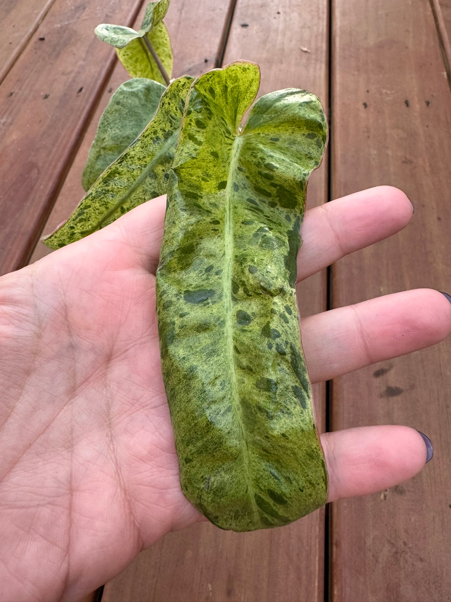 Philodendron Paraiso Verde in 4-inch pot with long narrow green marbled leaves in lime and emerald tones, tropical philodendron houseplant