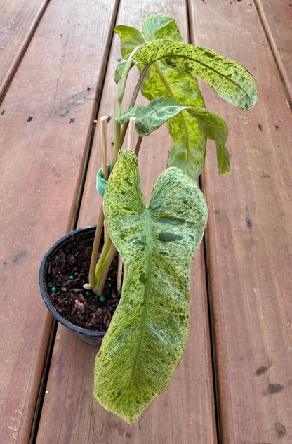 Philodendron Paraiso Verde in 4-inch pot with long narrow green marbled leaves in lime and emerald tones, tropical philodendron houseplant