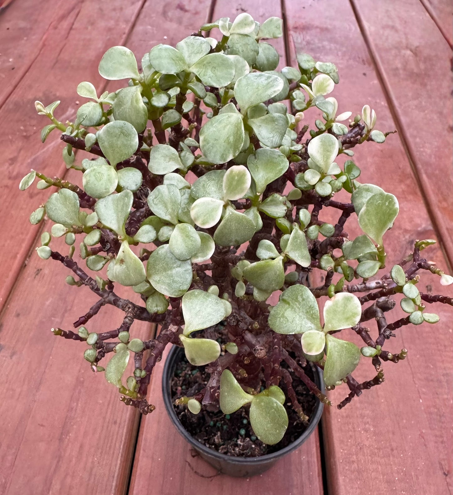 Variegated Jade Bonsai Tree in 4-inch pot with thick cream and green succulent leaves, bonsai-style indoor plant