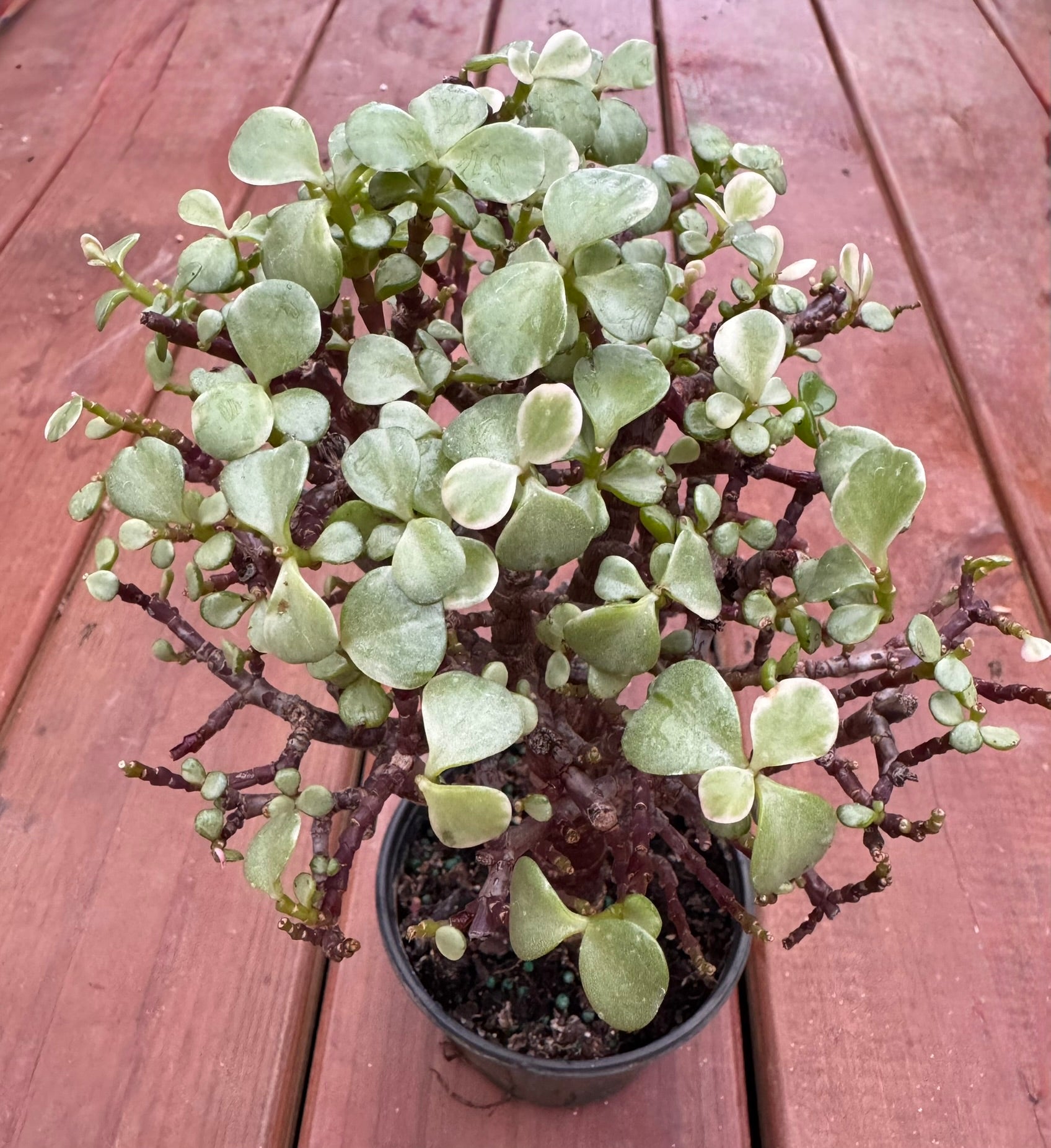 Variegated Jade Bonsai Tree in 4-inch pot with thick cream and green succulent leaves, bonsai-style indoor plant