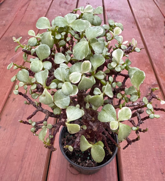 Variegated Jade Bonsai Tree in 4-inch pot with thick cream and green succulent leaves, bonsai-style indoor plant