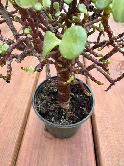 Variegated Jade Bonsai Tree in 4-inch pot with thick cream and green succulent leaves, bonsai-style indoor plant