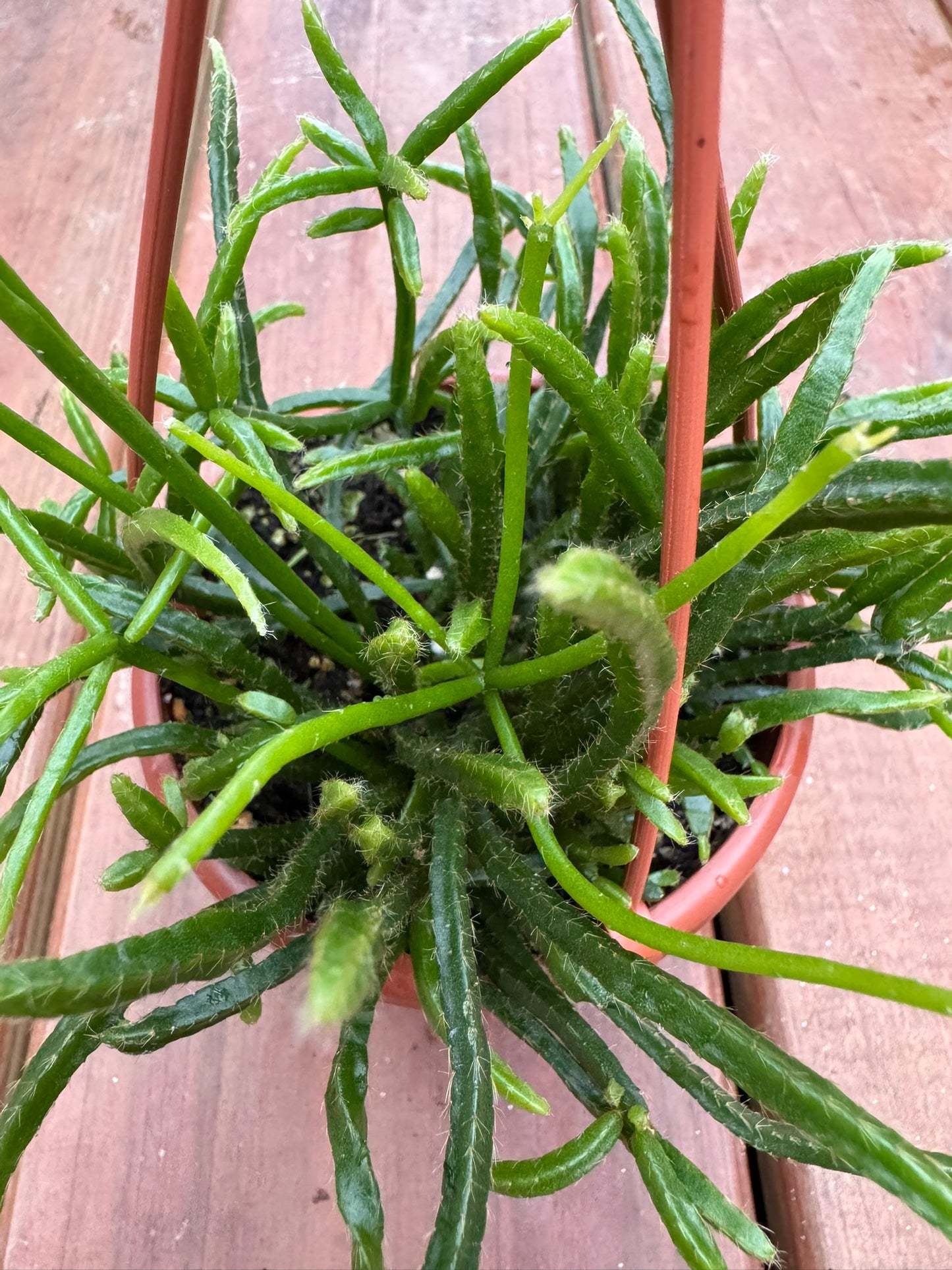 Rhipsalis with soft trailing green stems. A pet-friendly, easy-care forest cactus perfect for hanging baskets.