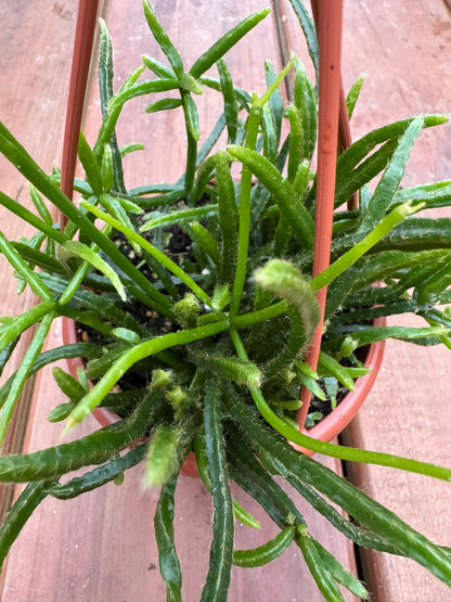 Rhipsalis with soft trailing green stems. A pet-friendly, easy-care forest cactus perfect for hanging baskets.