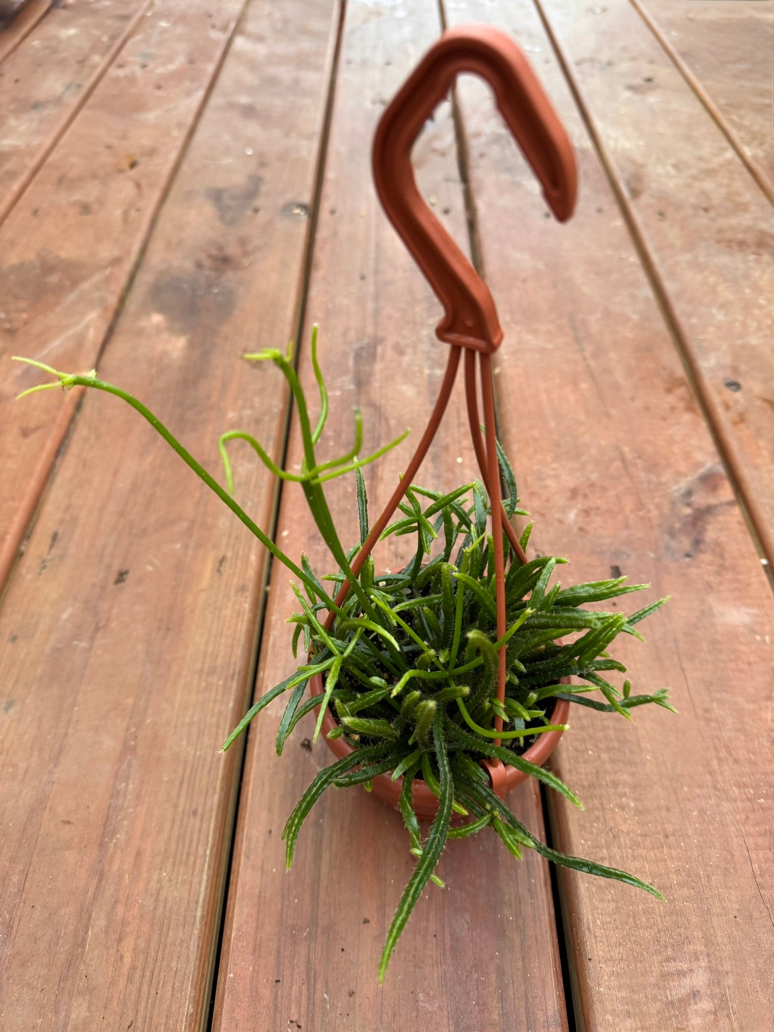 Rhipsalis with soft trailing green stems. A pet-friendly, easy-care forest cactus perfect for hanging baskets.