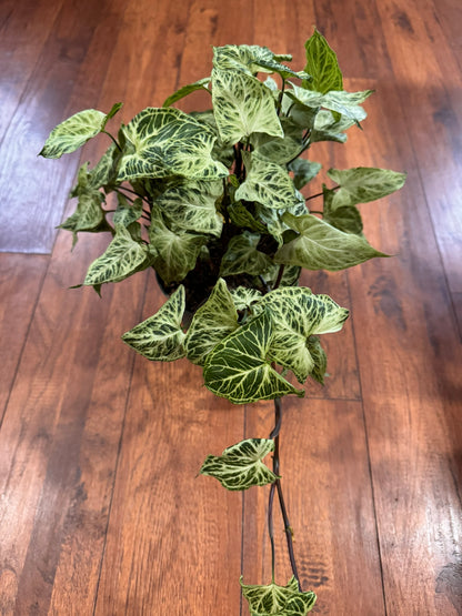 Syngonium Batik in 6-inch pot with green leaves laced in white veining, tropical arrowhead vine houseplant