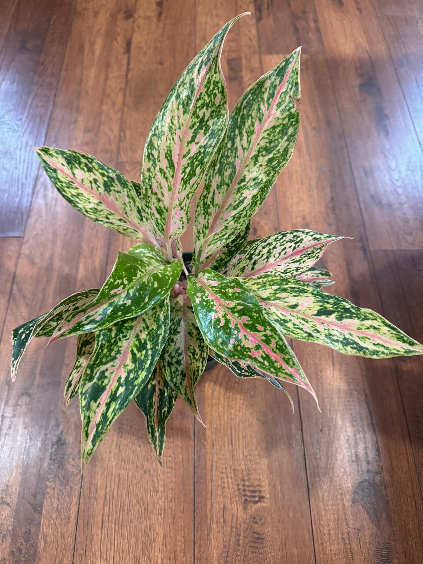 Aglaonema Dizzy Diamond in 6-inch pot with silver and green speckled leaves, tropical Chinese Evergreen houseplant