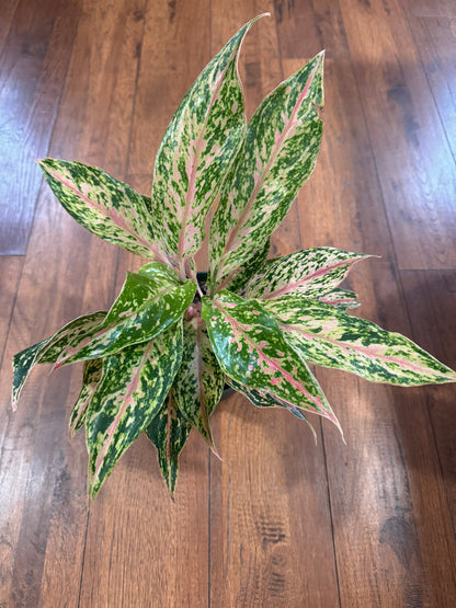 Aglaonema Dizzy Diamond in 6-inch pot with silver and green speckled leaves, tropical Chinese Evergreen houseplant