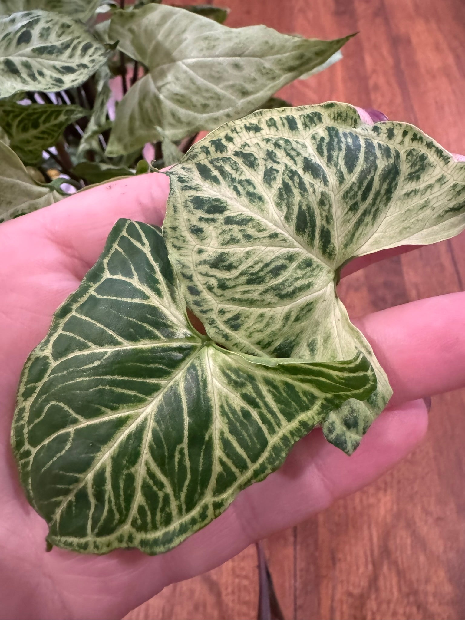 Syngonium Batik in 6-inch pot with green leaves laced in white veining, tropical arrowhead vine houseplant