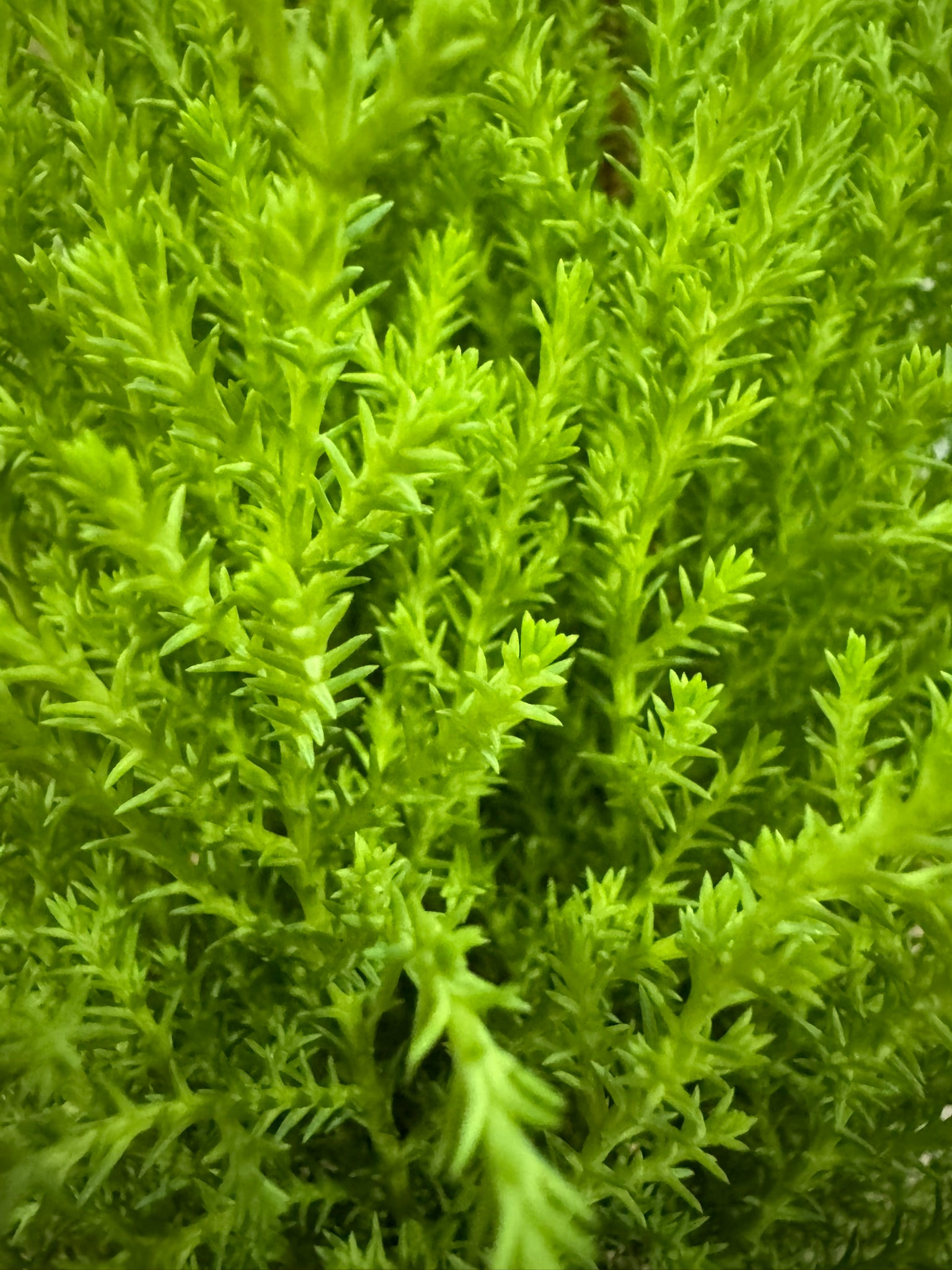 Lemon Cypress Tree in 4-inch pot with bright lemon-green upright foliage, compact decorative evergreen