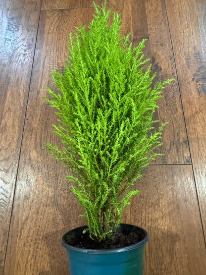 Lemon Cypress Tree in 4-inch pot with bright lemon-green upright foliage, compact decorative evergreen