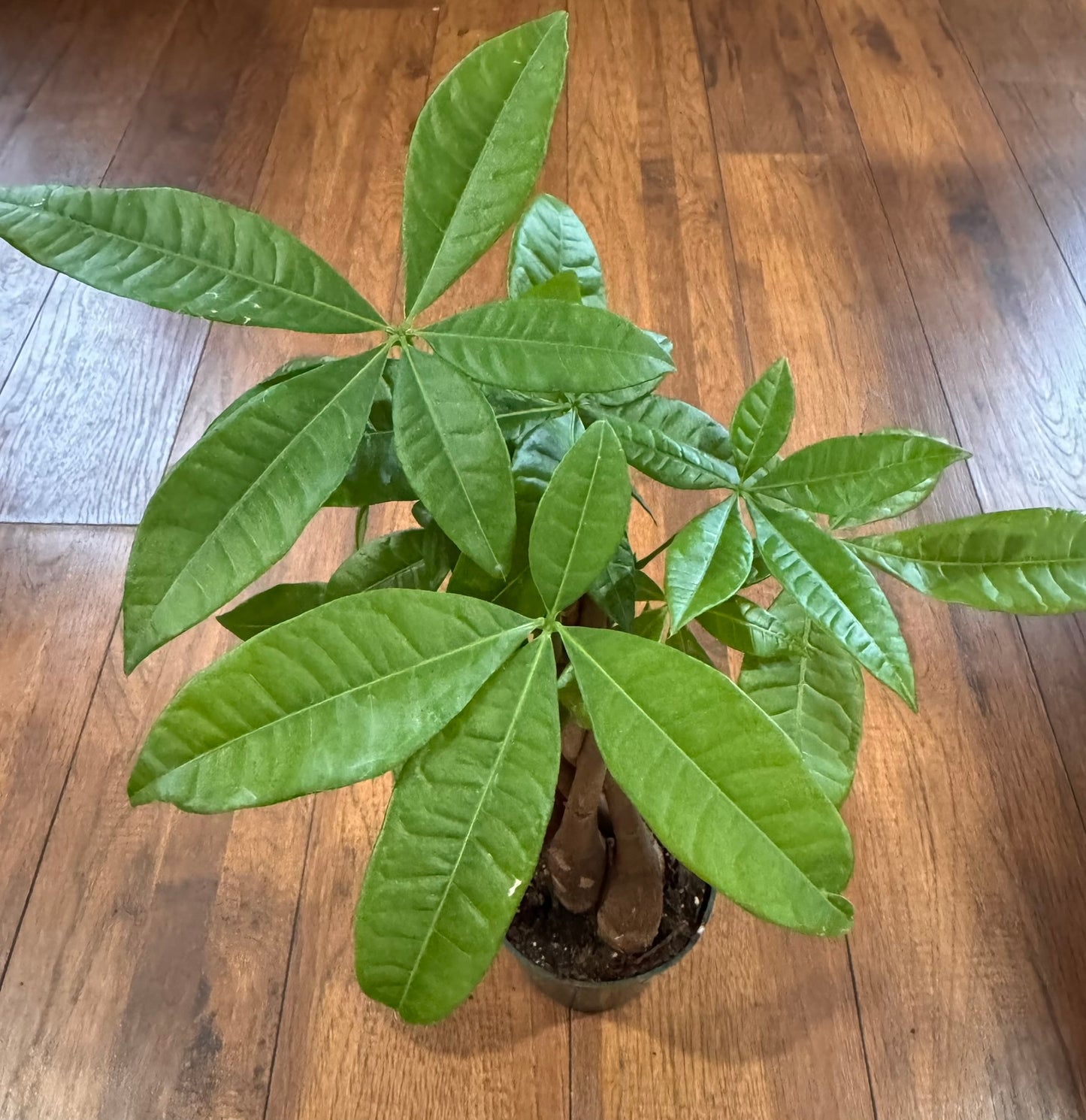 Braided Money Tree in 4-inch pot with braided trunk and green palmate leaves, pet-friendly good luck houseplant