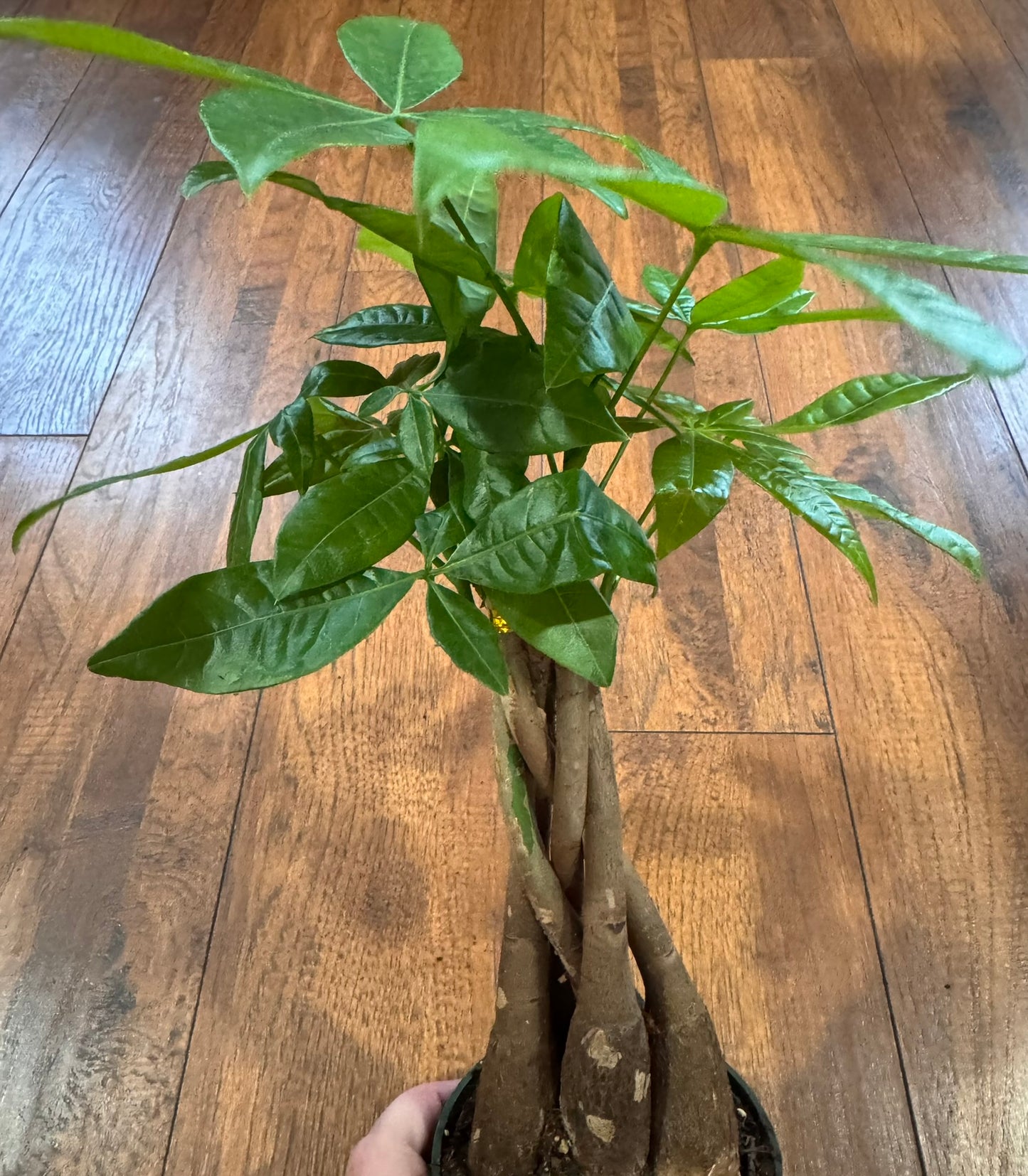Braided Money Tree in 4-inch pot with braided trunk and green palmate leaves, pet-friendly good luck houseplant
