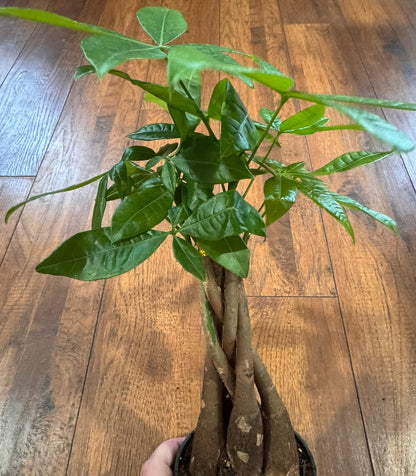 Braided Money Tree in 4-inch pot with braided trunk and green palmate leaves, pet-friendly good luck houseplant
