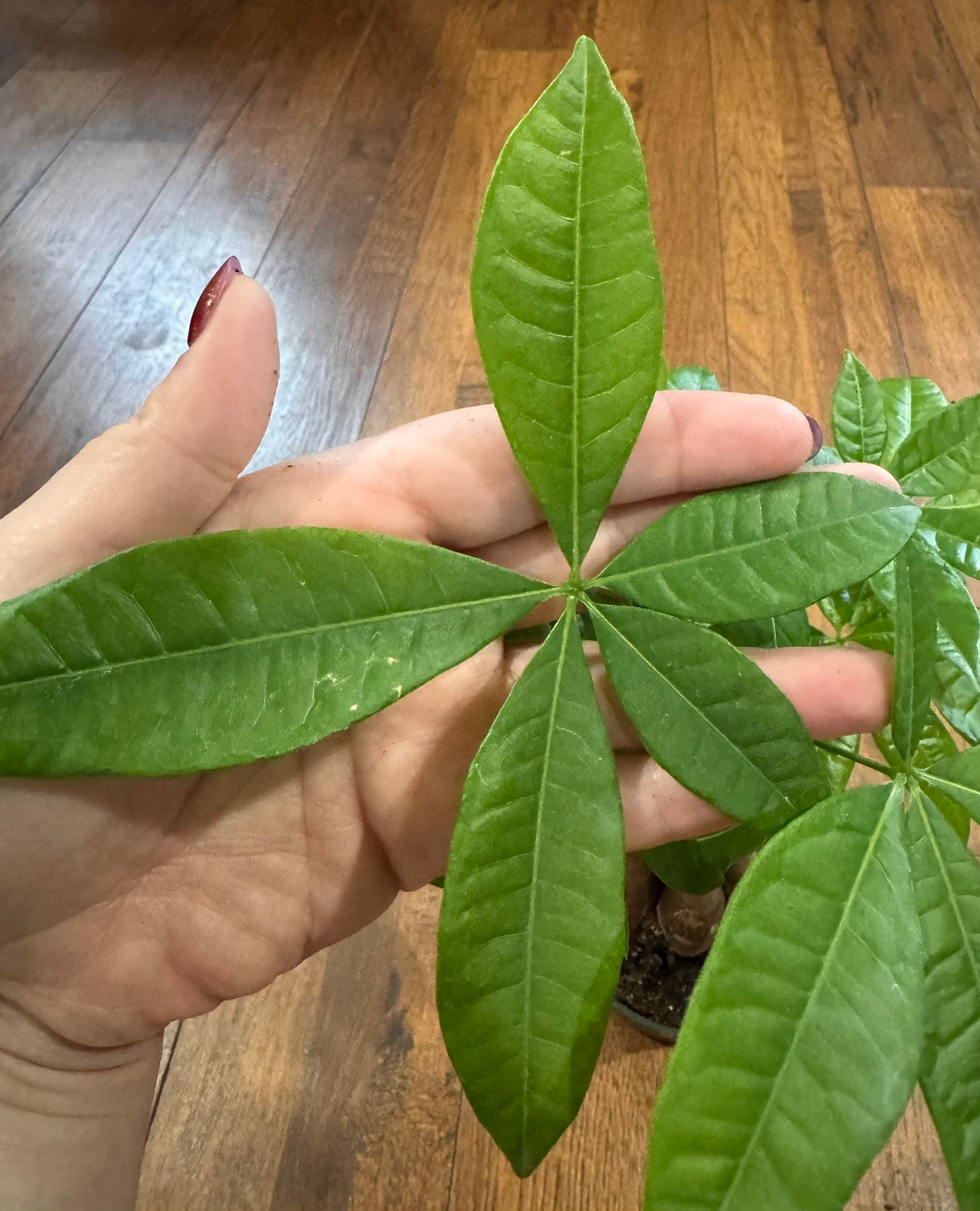 Braided Money Tree in 4-inch pot with braided trunk and green palmate leaves, pet-friendly good luck houseplant