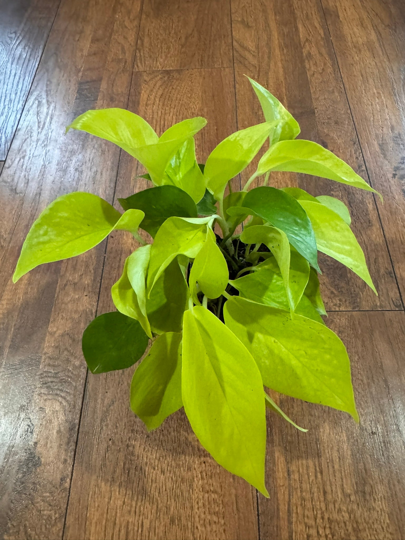 Neon Pothos in 4-inch pot with bright chartreuse green trailing leaves, tropical pothos houseplant