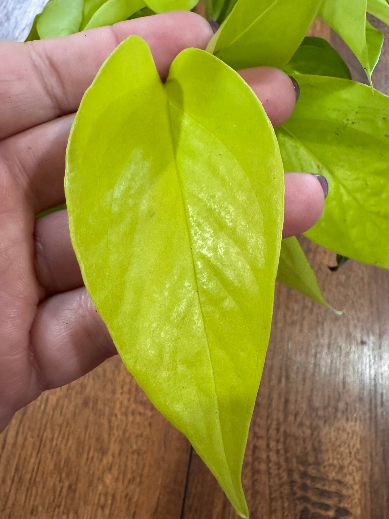 Neon Pothos in 4-inch pot with bright chartreuse green trailing leaves, tropical pothos houseplant