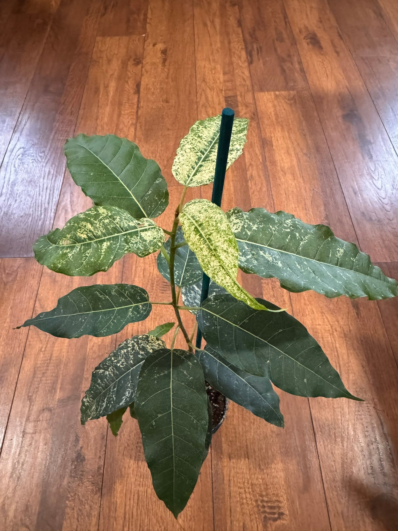 Ficus Aspera Mosaic Fig in 4-inch pot with variegated green leaves splashed in cream spots, tropical fig houseplant