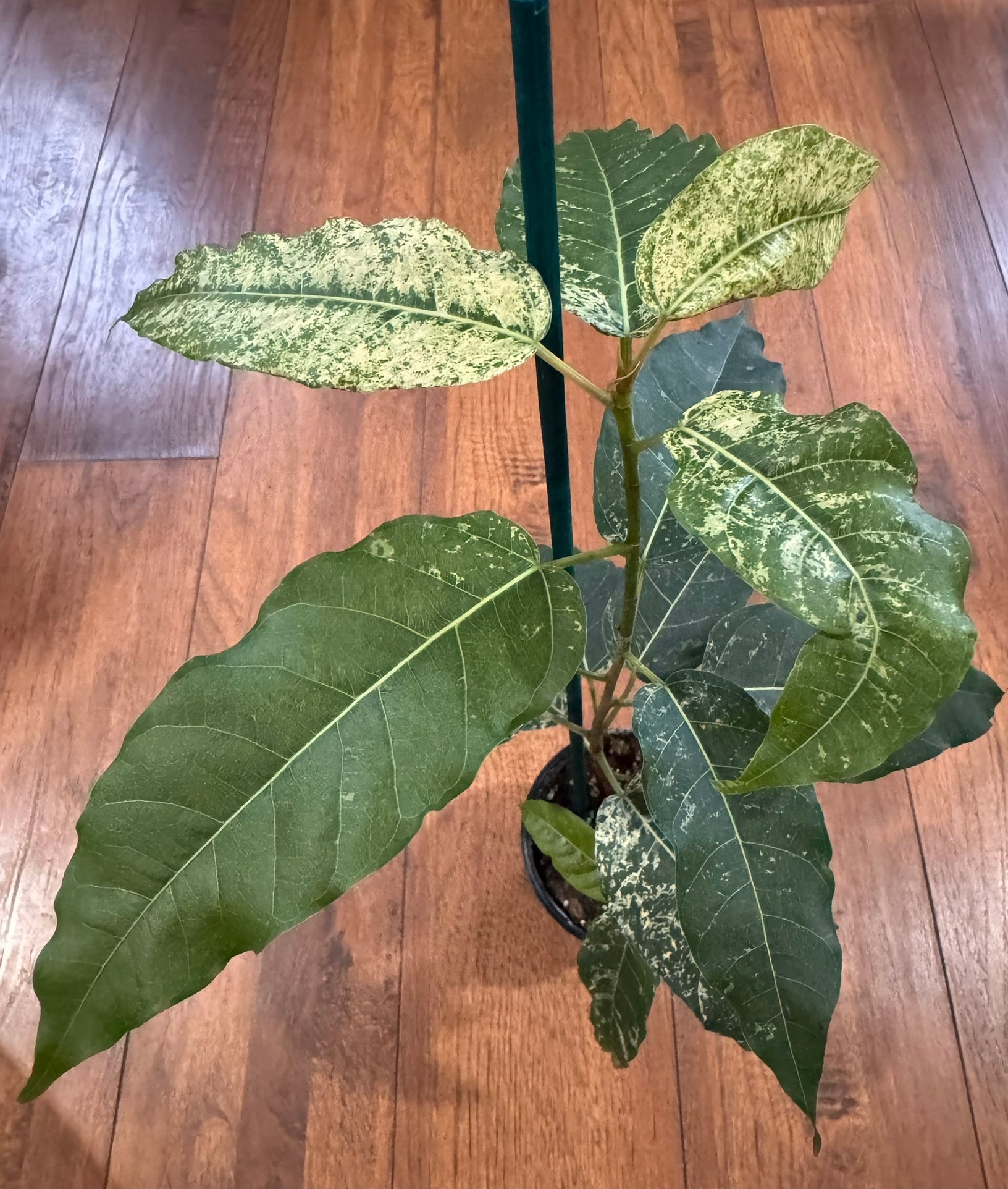 Ficus Aspera Mosaic Fig in 4-inch pot with variegated green leaves splashed in cream spots, tropical fig houseplant