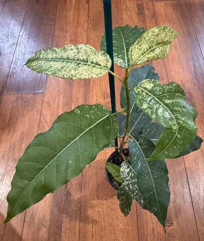 Ficus Aspera Mosaic Fig in 4-inch pot with variegated green leaves splashed in cream spots, tropical fig houseplant