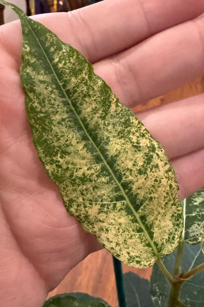 Ficus Aspera Mosaic Fig in 4-inch pot with variegated green leaves splashed in cream spots, tropical fig houseplant