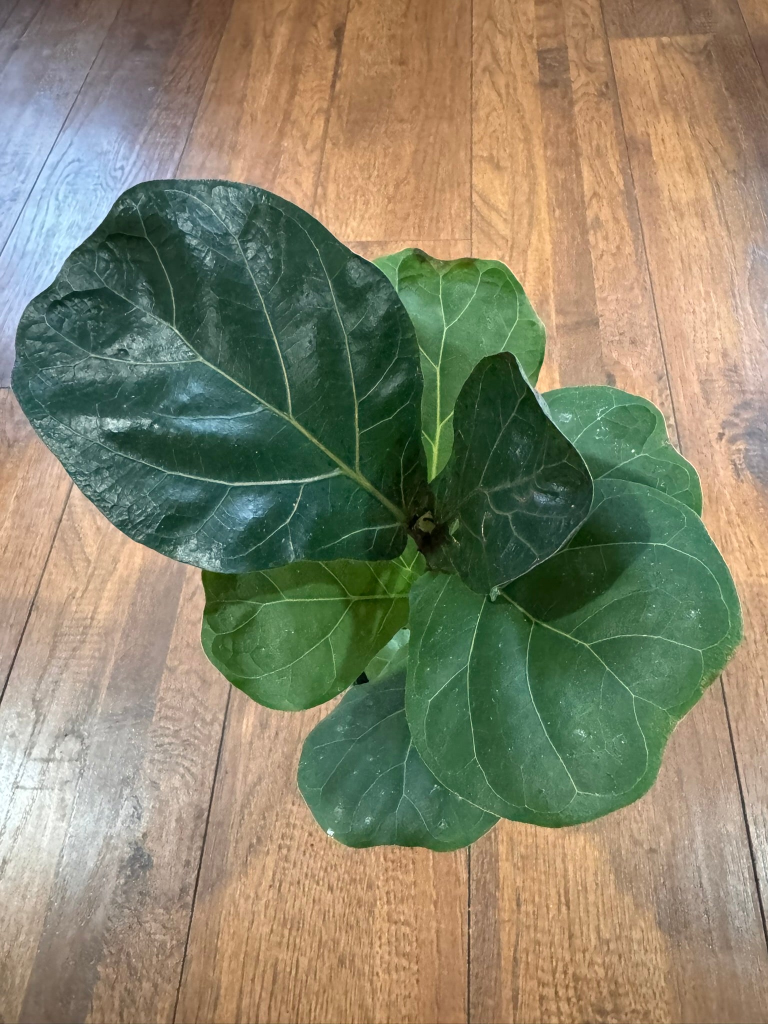 Fiddle Leaf Fig in 4-inch pot with large upright violin-shaped green leaves, tropical houseplant