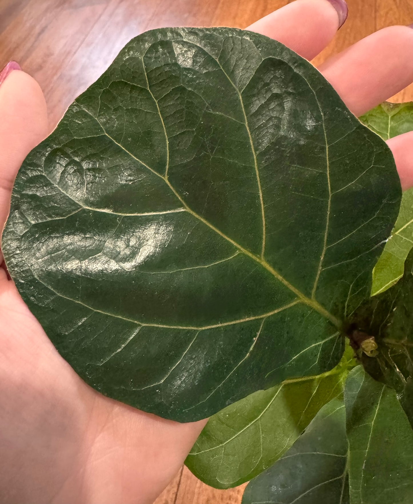 Fiddle Leaf Fig in 4-inch pot with large upright violin-shaped green leaves, tropical houseplant