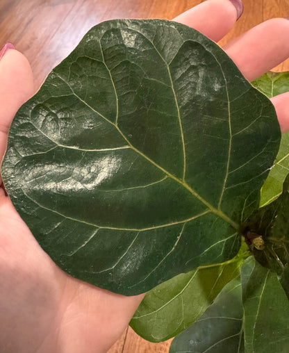 Fiddle Leaf Fig in 4-inch pot with large upright violin-shaped green leaves, tropical houseplant