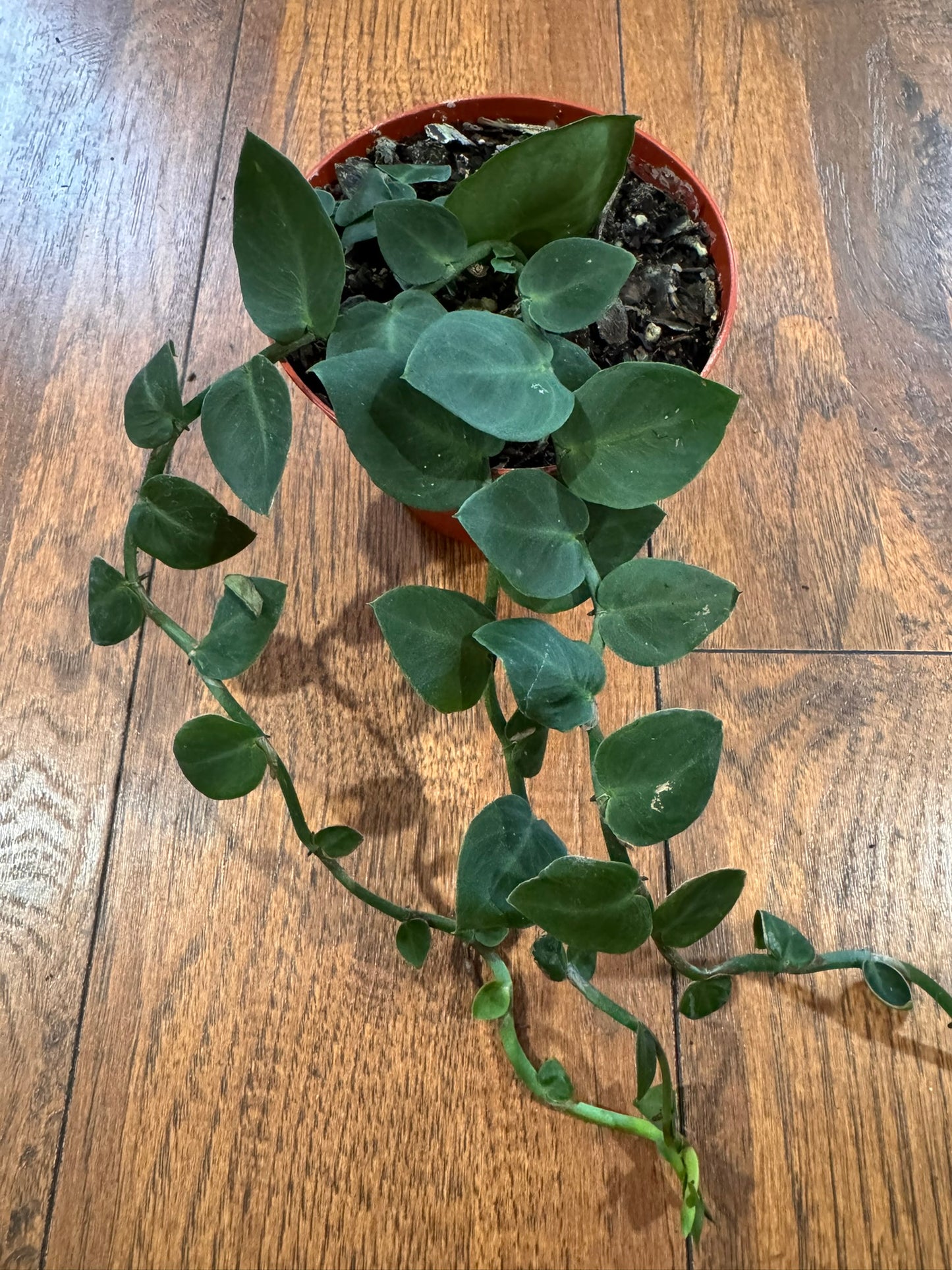Rhaphidophora Korthalsii in 4-inch pot with flat overlapping green shingle leaves, tropical climbing houseplant