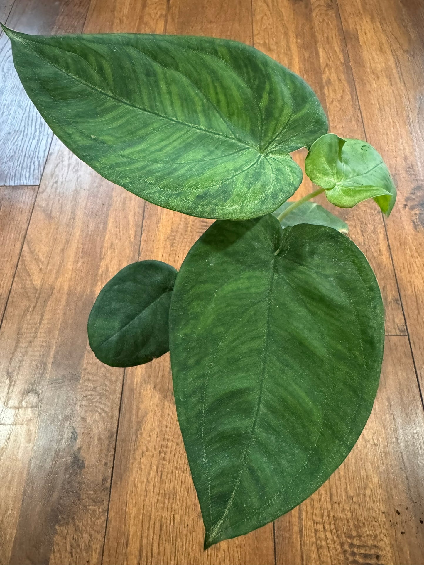 Syngonium Ice Frost in 4-inch pot with silvery pale green frosted leaves, tropical arrowhead vine houseplant