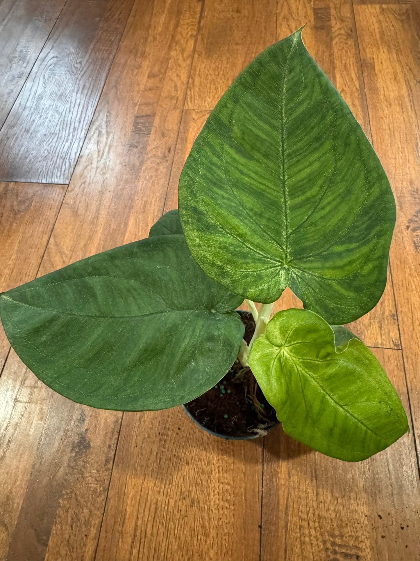 Syngonium Ice Frost in 4-inch pot with silvery pale green frosted leaves, tropical arrowhead vine houseplant