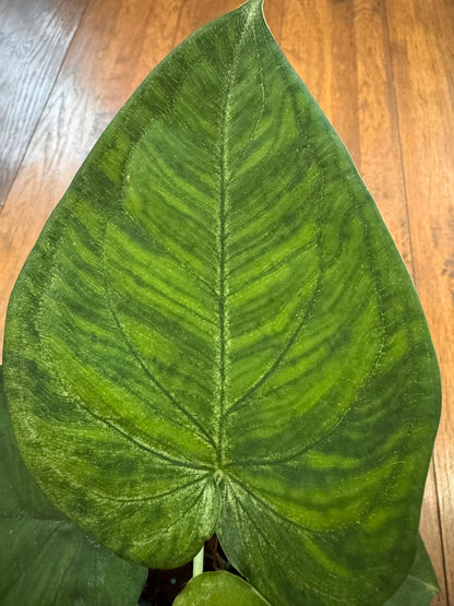Syngonium Ice Frost in 4-inch pot with silvery pale green frosted leaves, tropical arrowhead vine houseplant