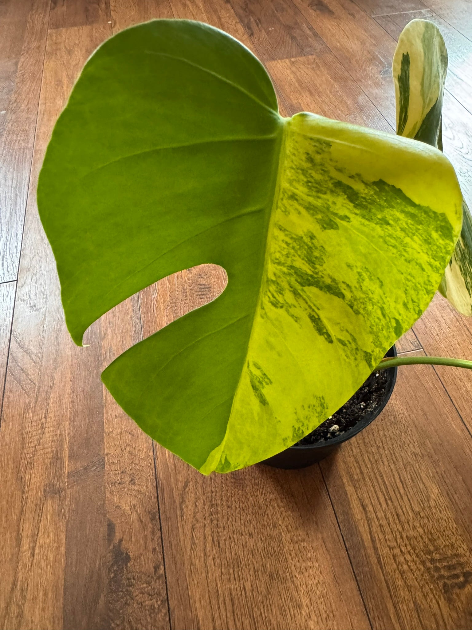 Monstera Aurea in 6-inch pot with green leaves marbled in yellow variegation and natural fenestrations, tropical variegated Monstera houseplant