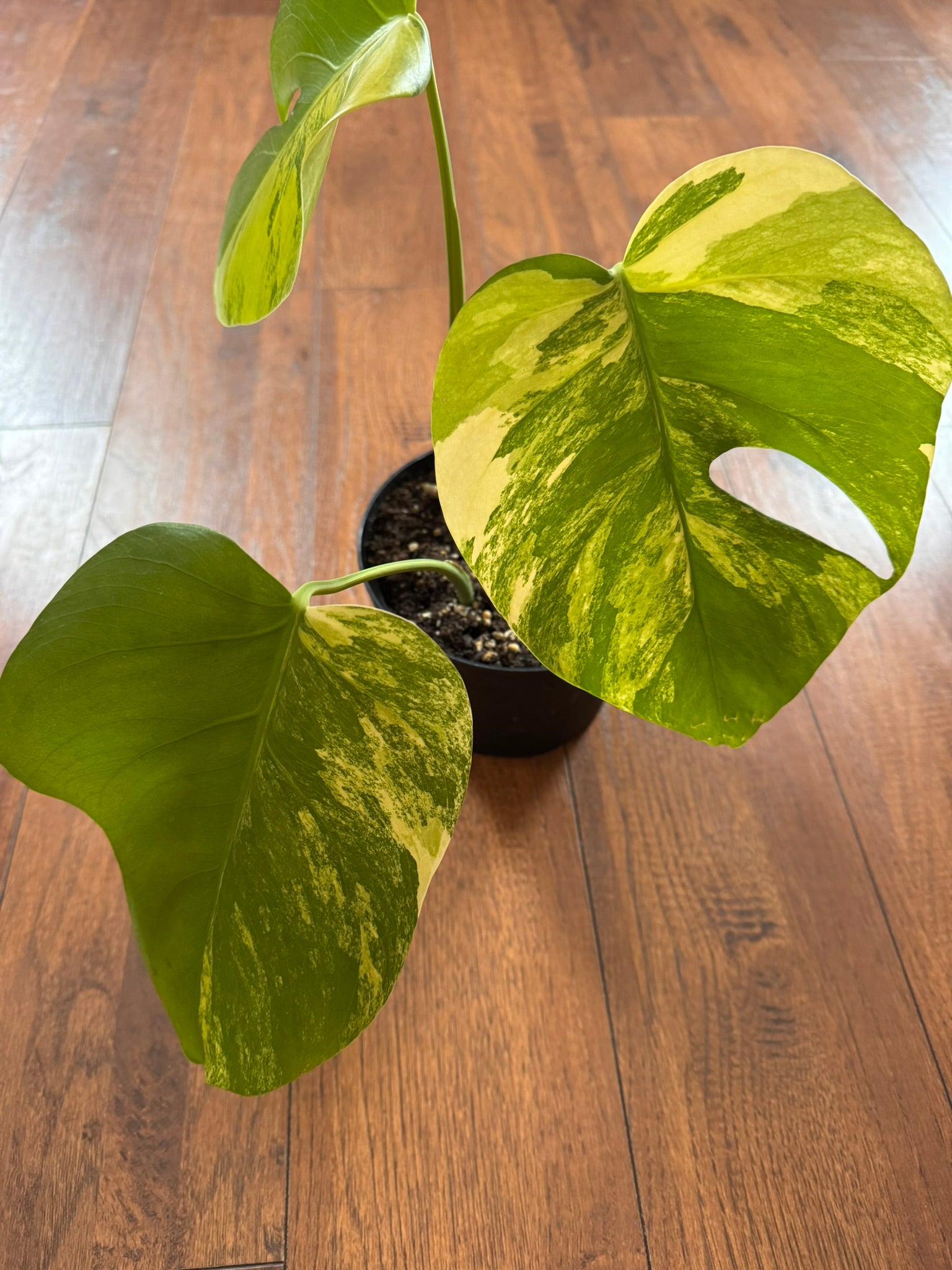 Monstera Aurea in 6-inch pot with green leaves marbled in yellow variegation and natural fenestrations, tropical variegated Monstera houseplant