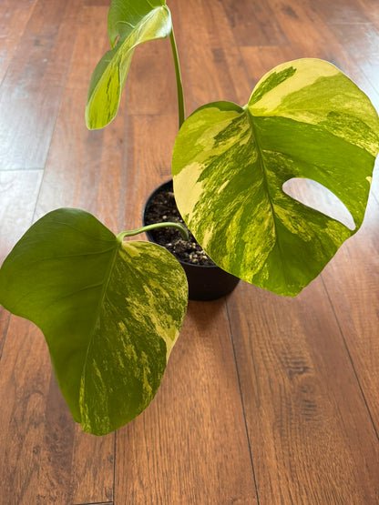 Monstera Aurea in 6-inch pot with green leaves marbled in yellow variegation and natural fenestrations, tropical variegated Monstera houseplant