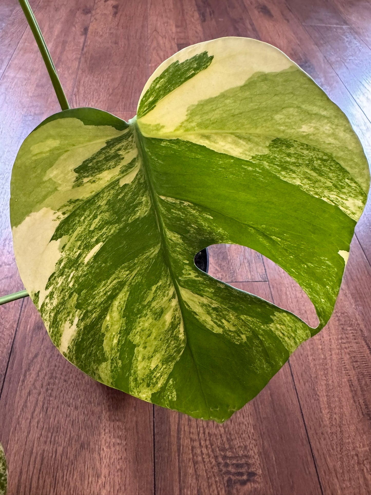 Monstera Aurea in 6-inch pot with green leaves marbled in yellow variegation and natural fenestrations, tropical variegated Monstera houseplant