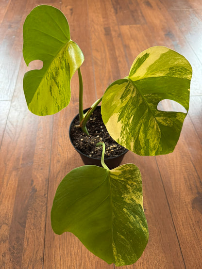 Monstera Aurea in 6-inch pot with green leaves marbled in yellow variegation and natural fenestrations, tropical variegated Monstera houseplant