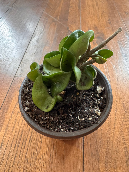 Hoya Carnosa Compacta in 4-inch pot with thick curling rope-like green leaves, tropical wax plant