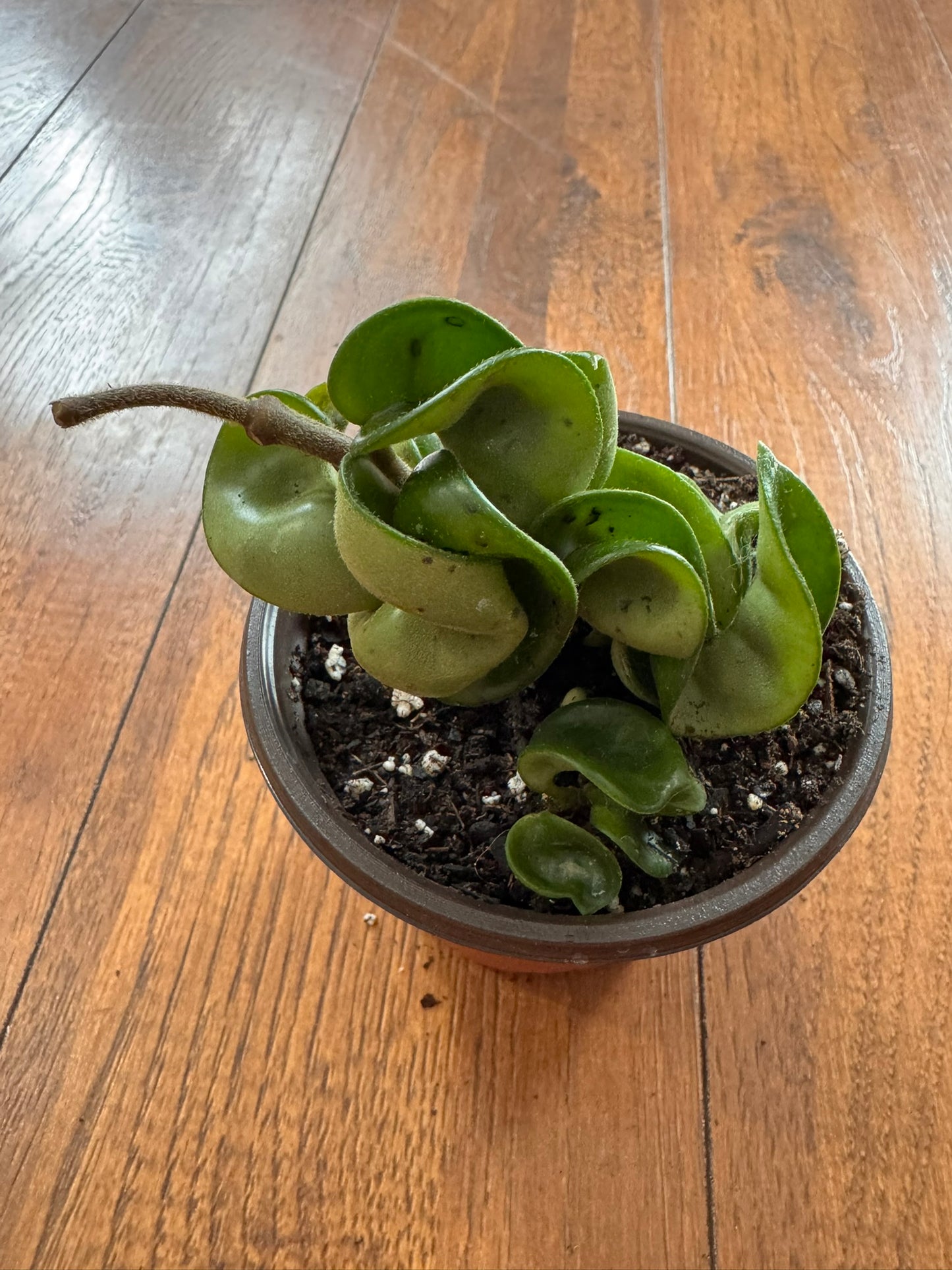 Hoya Carnosa Compacta in 4-inch pot with thick curling rope-like green leaves, tropical wax plant