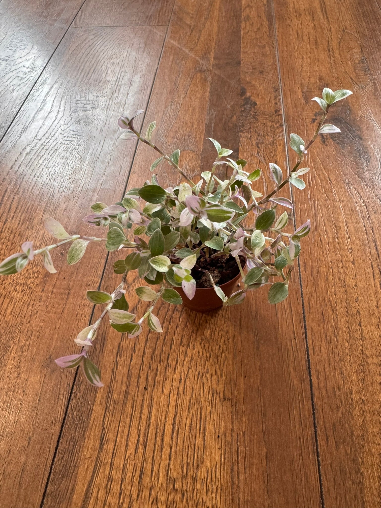 Tradescantia Pink Panther in 2-inch pot with tiny pink and green trailing leaves, miniature tradescantia houseplant