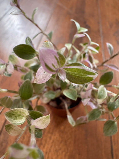 Tradescantia Pink Panther in 2-inch pot with tiny pink and green trailing leaves, miniature tradescantia houseplant