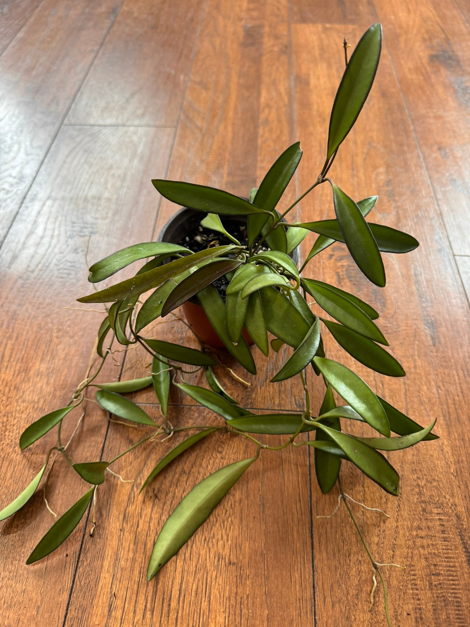 Hoya Wayetii in 4-inch pot with slender green leaves edged in dark margins, tropical wax plant