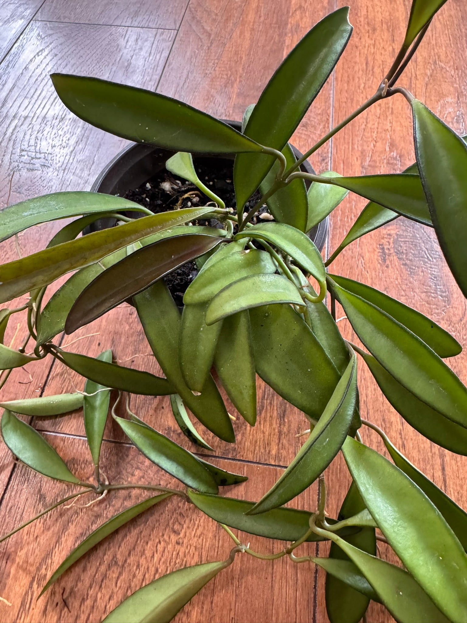 Hoya Wayetii in 4-inch pot with slender green leaves edged in dark margins, tropical wax plant