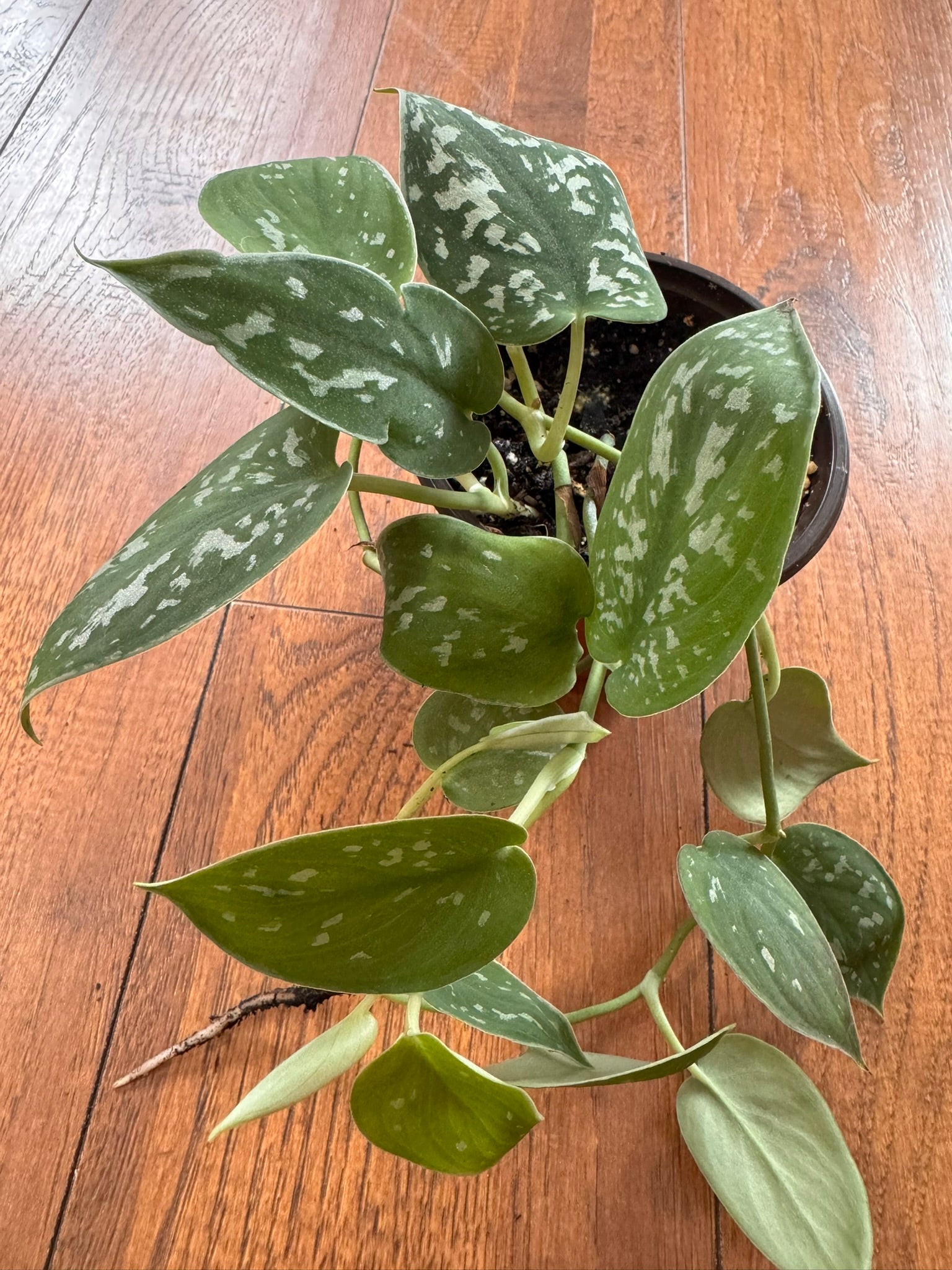 Scindapsus Pictus Argyraeus in 4-inch pot with velvety green leaves dotted in silver, satin pothos houseplant