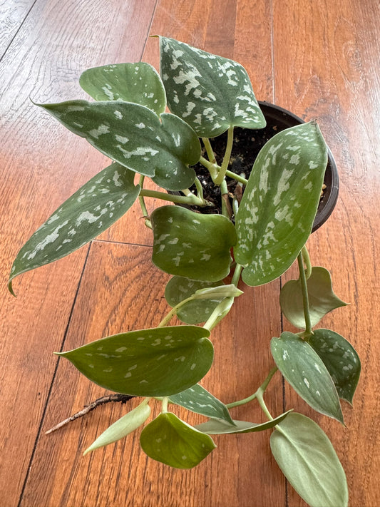 Scindapsus Pictus Argyraeus in 4-inch pot with velvety green leaves dotted in silver, satin pothos houseplant