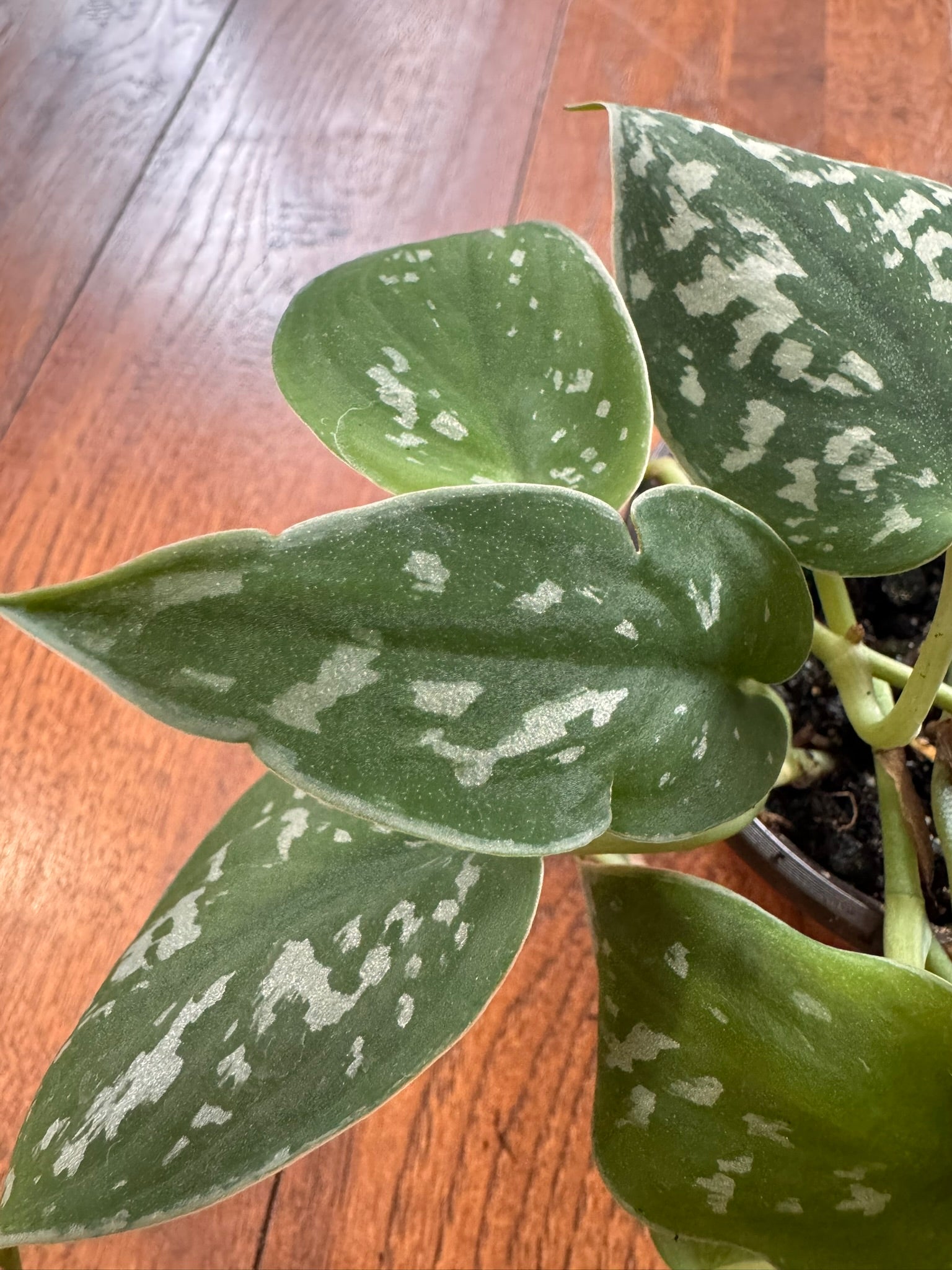 Scindapsus Pictus Argyraeus in 4-inch pot with velvety green leaves dotted in silver, satin pothos houseplant