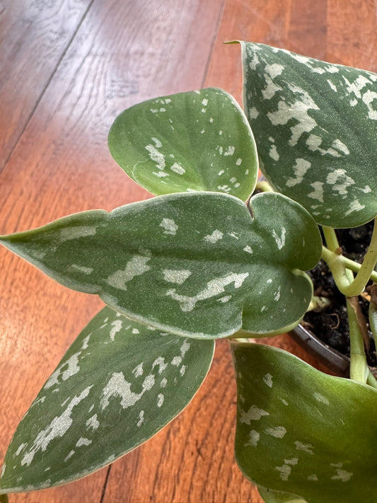 Scindapsus Pictus Argyraeus in 4-inch pot with velvety green leaves dotted in silver, satin pothos houseplant